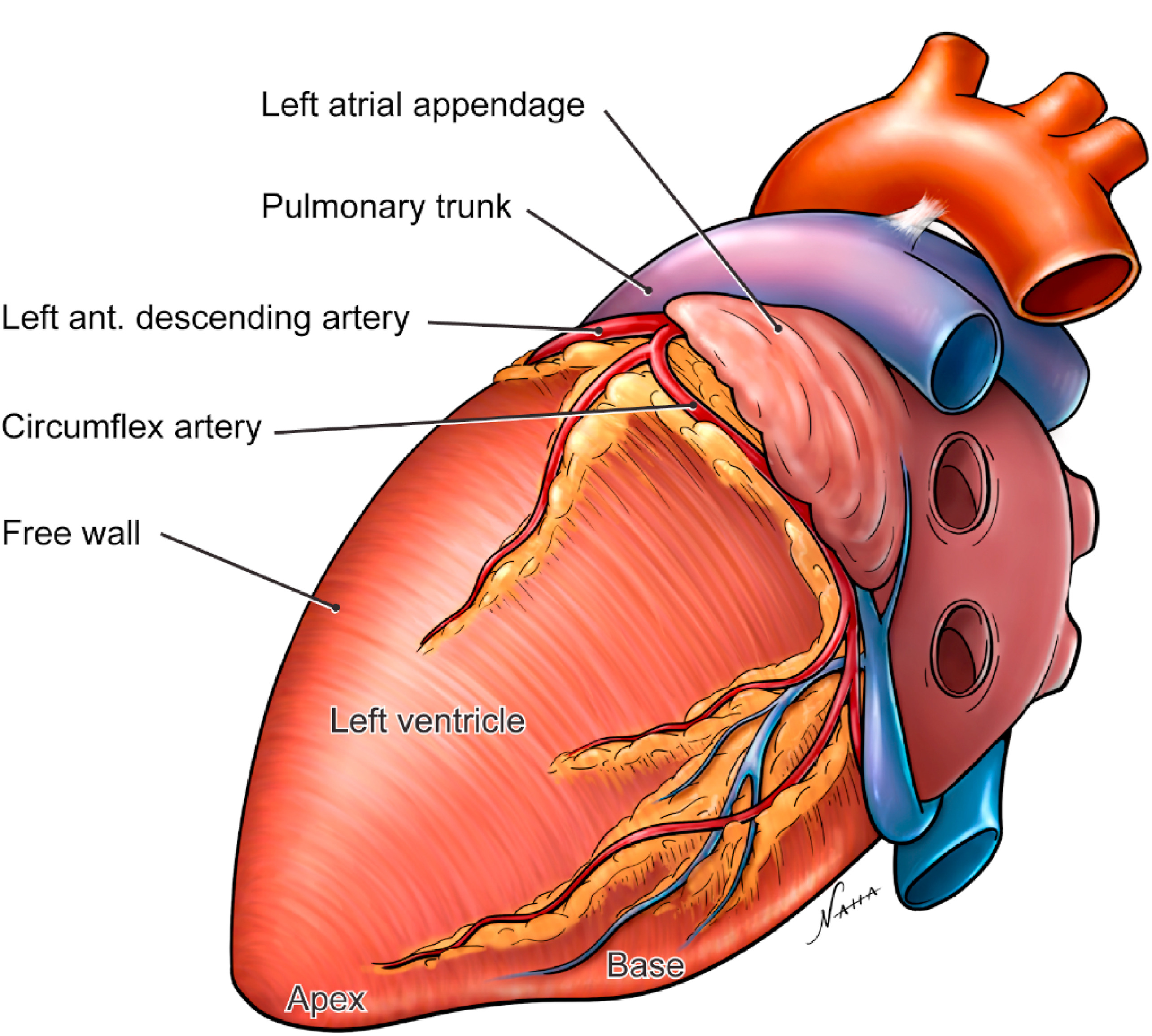 nahabedian-drawing-heart-in-lateral-view-highlighting-the-left